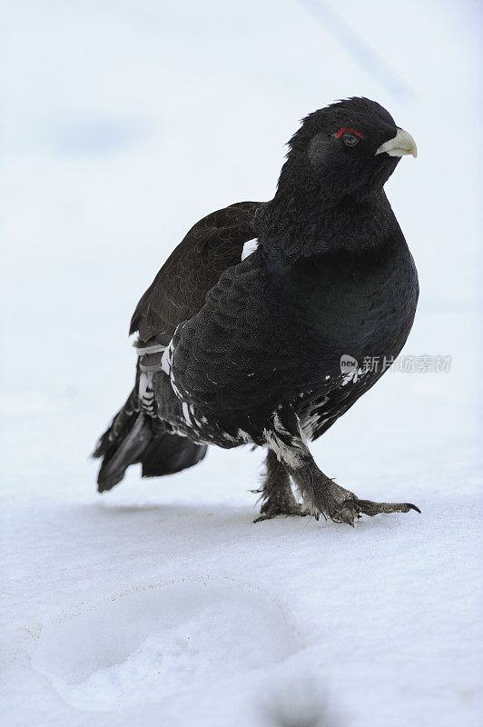 冬季雄性尾猴(Tetrao urogallus)